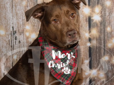  Brutus and Blueberry